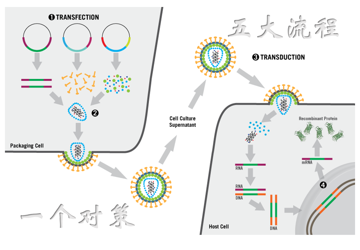 西美杰病毒包裝方案：五大流程，一個(gè)對(duì)策！